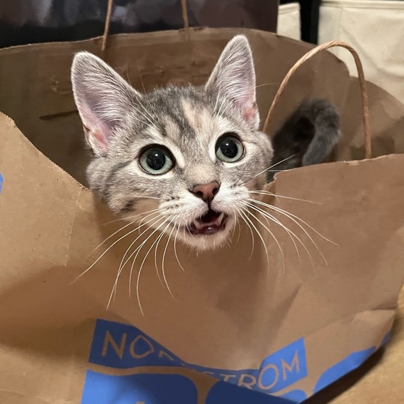 Meet your Posher, Ali - Picture 1 of 1